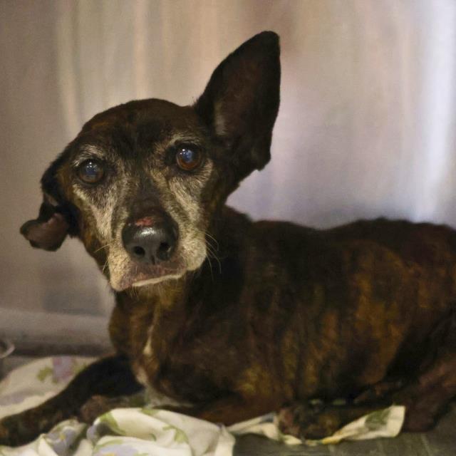 adoptable Dog in San Antonio, TX named ONYX