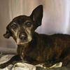 adoptable Dog in  named ONYX