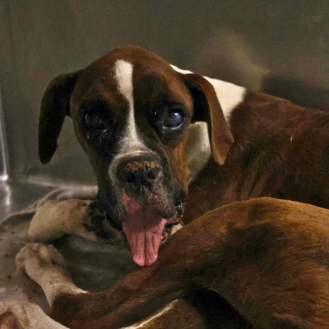 adoptable Dog in San Antonio, TX named LILO