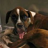 adoptable Dog in  named LILO