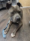 adoptable Dog in  named HARLEY