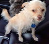 adoptable Dog in  named LADY
