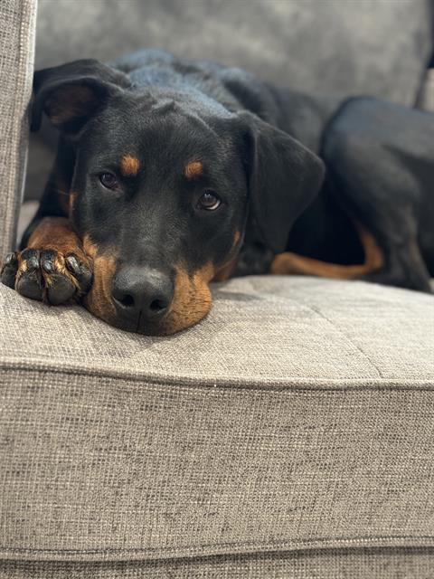 adoptable Dog in San Antonio, TX named ECHO