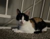 adoptable Cat in  named WILLOW