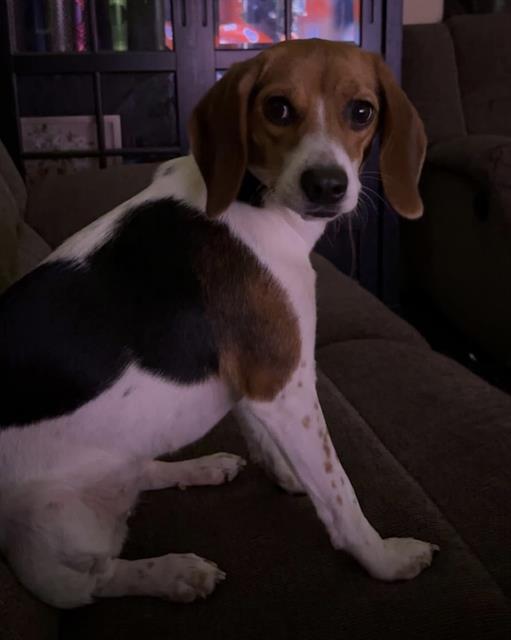 adoptable Dog in San Antonio, TX named KARLIE