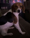 adoptable Dog in  named KARLIE