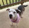 adoptable Dog in  named MOO