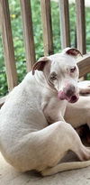 adoptable Dog in  named SPOT