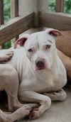 adoptable Dog in  named DOT