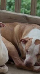 adoptable Dog in San Antonio, TX named PRECIOUS