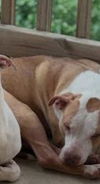 adoptable Dog in  named PRECIOUS