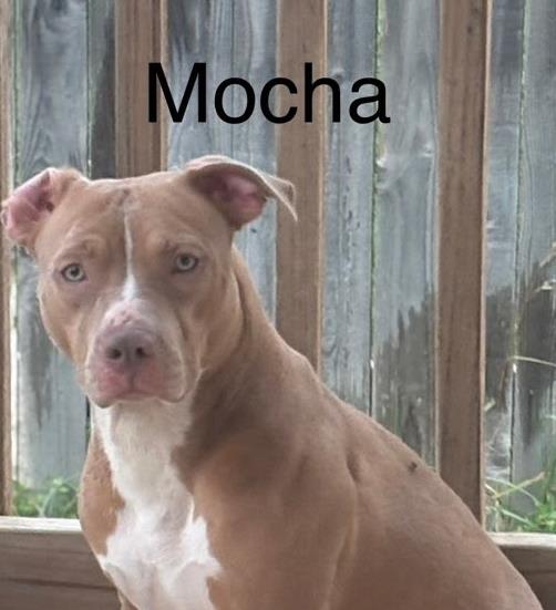 adoptable Dog in San Antonio, TX named MOCHA