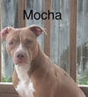 adoptable Dog in  named MOCHA
