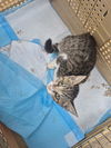 adoptable Cat in San Antonio, TX named MISSY