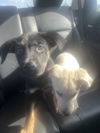 adoptable Dog in San Antonio, TX named ABEL
