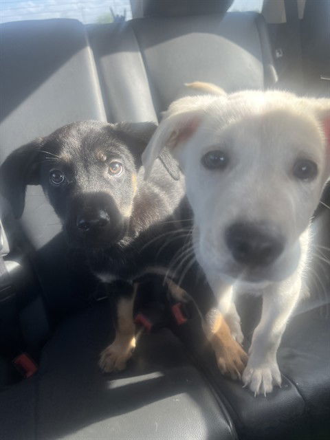 adoptable Dog in San Antonio, TX named CAIN