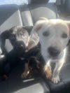 adoptable Dog in San Antonio, TX named CAIN