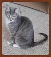 adoptable Cat in San Antonio, TX named HERCULES