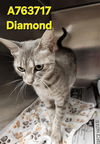 adoptable Cat in San Antonio, TX named DIAMOND