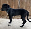 adoptable Dog in San Antonio, TX named JETT