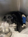 adoptable Dog in  named CARMEN
