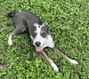 adoptable Dog in San Antonio, TX named LOLA