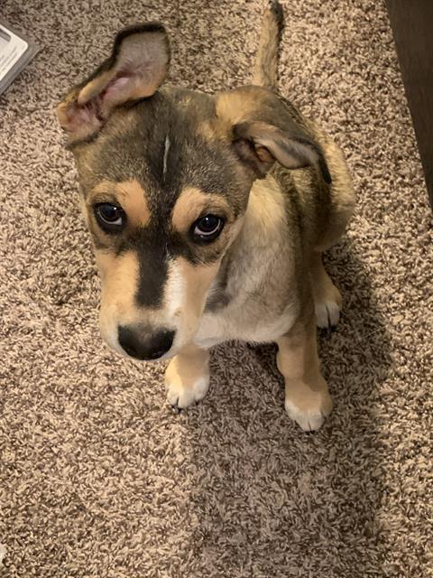 adoptable Dog in San Antonio, TX named KUNI