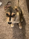 adoptable Dog in San Antonio, TX named KUNI