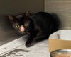adoptable Cat in San Antonio, TX named NIGHT