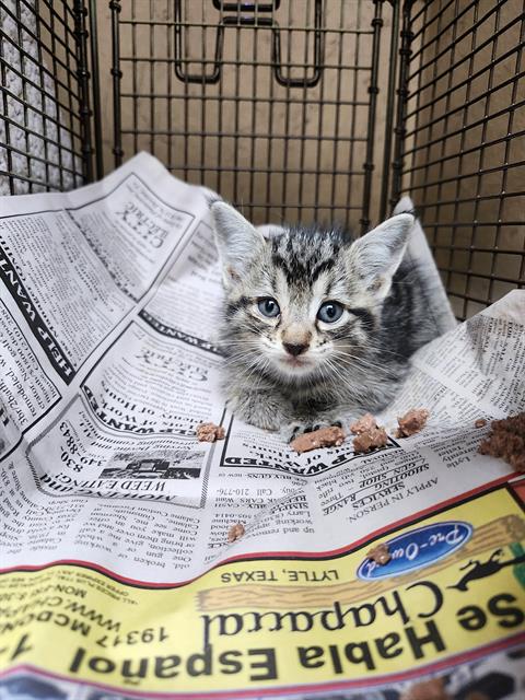 adoptable Cat in San Antonio, TX named STORM