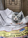 adoptable Cat in San Antonio, TX named STORM