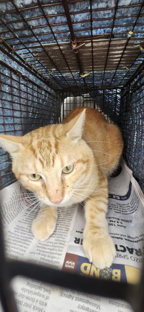 adoptable Cat in San Antonio, TX named CHEETO