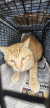adoptable Cat in San Antonio, TX named CHEETO