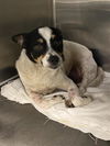 adoptable Dog in  named ROCKO