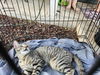 adoptable Cat in San Antonio, TX named BLUE