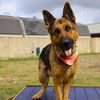 adoptable Dog in San Antonio, TX named ODIN