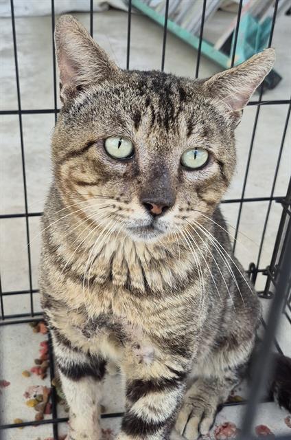 adoptable Cat in San Antonio, TX named GERM