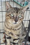 adoptable Cat in  named GERM