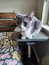 adoptable Cat in san antonio, TX named 1-7