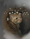 adoptable Cat in san antonio, TX named 1-10