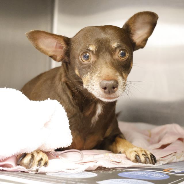 adoptable Dog in San Antonio, TX named KEKE