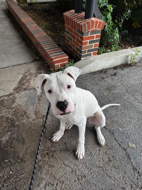 adoptable Dog in San Antonio, TX named LEO