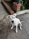 adoptable Dog in  named LEO