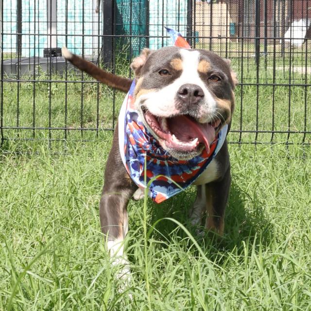 adoptable Dog in San Antonio, TX named MIA