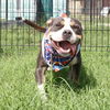 adoptable Dog in  named MIA