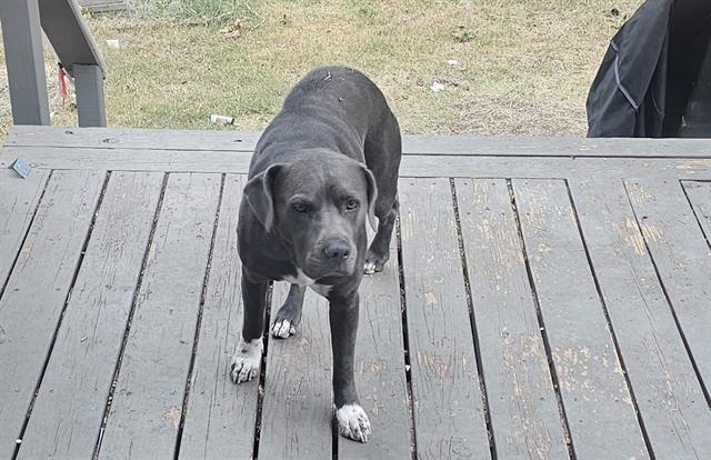 adoptable Dog in San Antonio, TX named SKY