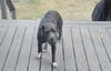 adoptable Dog in  named SKY