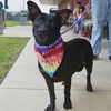 adoptable Dog in  named SHELBY