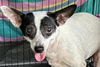 adoptable Dog in  named BANDIT