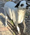 adoptable Dog in  named GIZMO